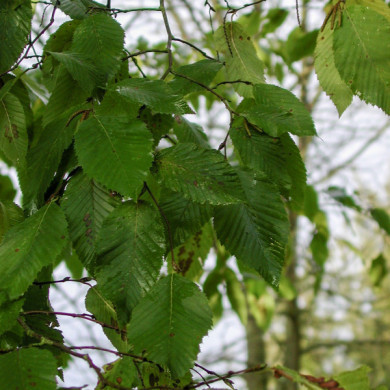 Zelkova carpinifolia
