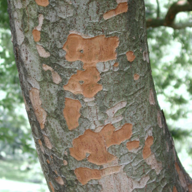 Zelkova carpinifolia