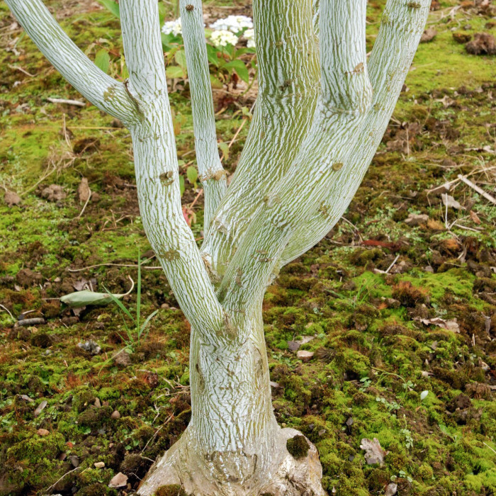 Acer davidii Viper 'Mindavi'