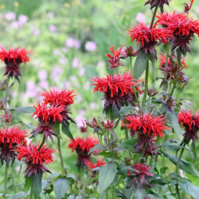 Monarda 'Cambridge Scarlet'