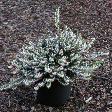 Erica x darleyensis 'Silberschmelze'