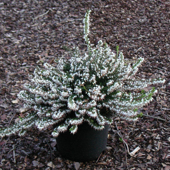 Erica x darleyensis 'Silberschmelze'