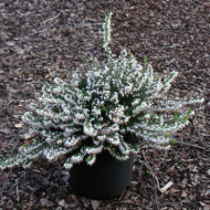 Erica x darleyensis 'Silberschmelze'