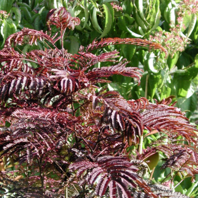 Albizia julibrissin Summer Chocolate®