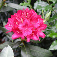 Rhododendron 'Nova Zembla'