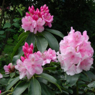Rhododendron 'Pink Pearl'
