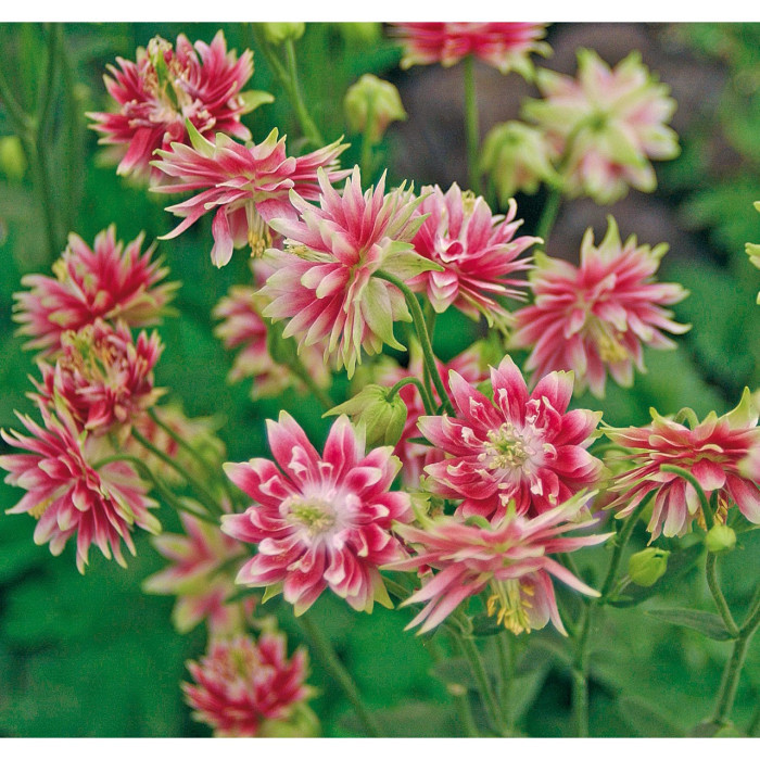 Aquilegia 'Nora Barlow'