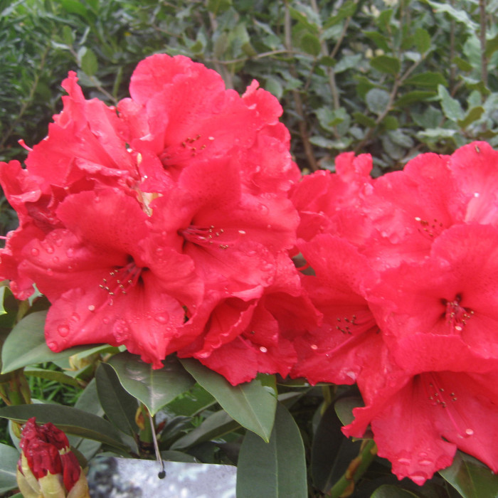 Rhododendron 'Red Jack'