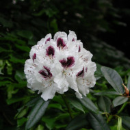 Rhododendron 'Sappho'