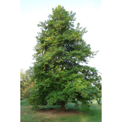 Platanus orientalis 'Minaret'