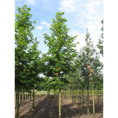 Platanus orientalis 'Minaret'