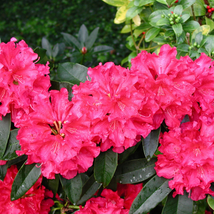 Rhododendron 'Wilgen's Ruby'