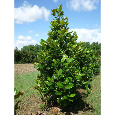 Magnolia grandiflora Mont Blanc®