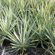 Yucca flaccida 'Golden Sword'