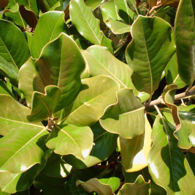Magnolia grandiflora Mont Blanc®