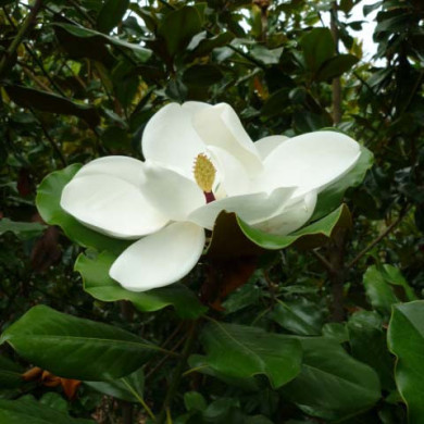Magnolia grandiflora Mont Blanc®