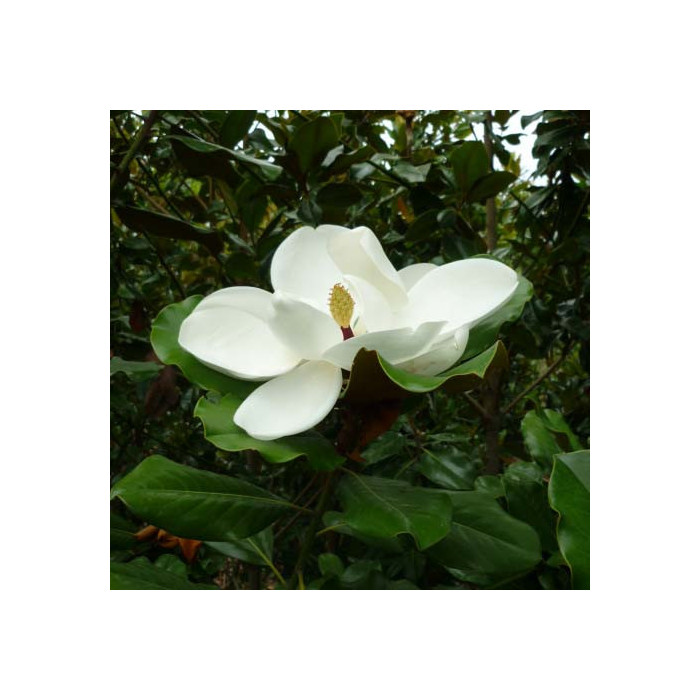 Magnolia grandiflora Mont Blanc®