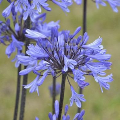 Agapanthus Graphite Blue® 'turk8'