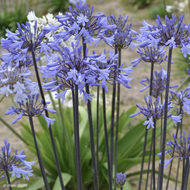 Agapanthus Graphite Blue® 'turk8'