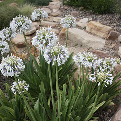 Agapanthus Queen Mum® 'pmn06'