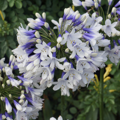 Agapanthus africanus Twister® 'ambic001'