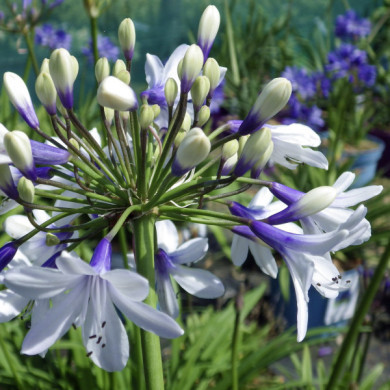Agapanthus africanus Twister® 'ambic001'