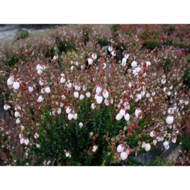 Daboecia cantabrica f. alba