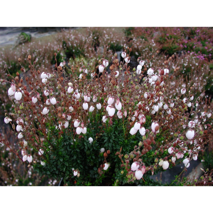 Daboecia cantabrica f. alba
