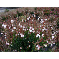 Daboecia cantabrica f. alba