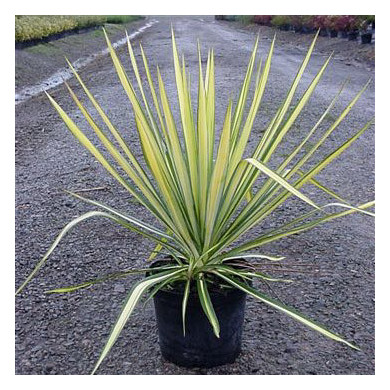 Yucca flaccida 'Golden Sword'