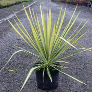 Yucca flaccida 'Golden Sword'
