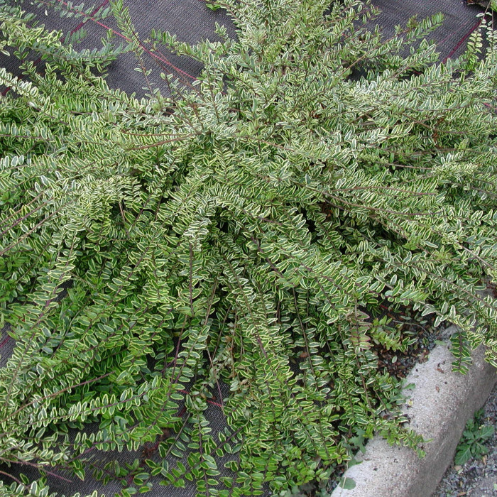 Lonicera nitida 'Lemon Beauty'