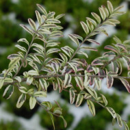 Lonicera nitida 'Lemon Beauty'