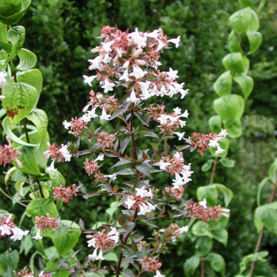 Abelia x grandiflora