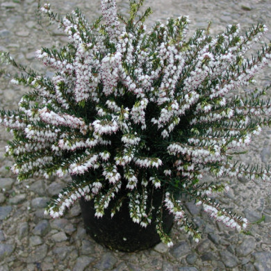 Erica x darleyensis 'White Glow'