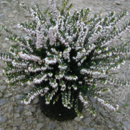 Erica x darleyensis 'White Glow'