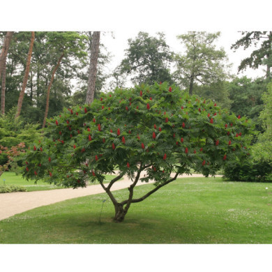 Rhus typhina