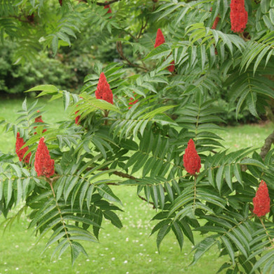 Rhus typhina