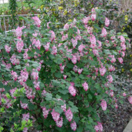 Ribes sanguineum