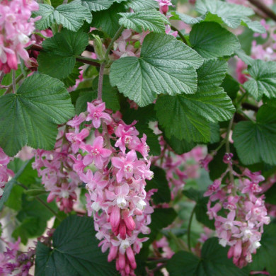 Ribes sanguineum