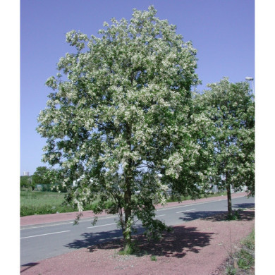 Robinia pseudoacacia