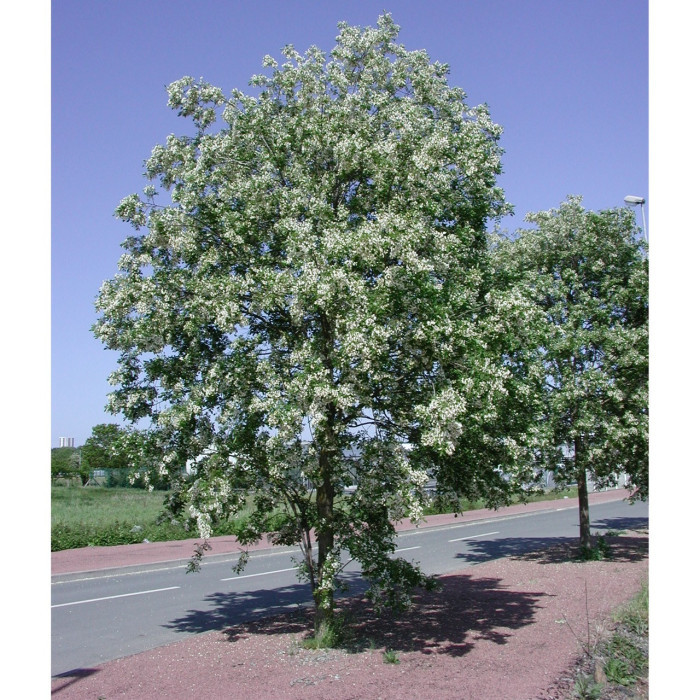 Robinia pseudoacacia