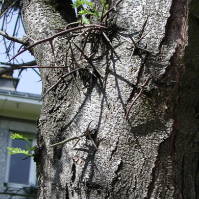 Robinia pseudoacacia