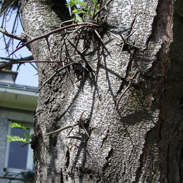 Robinia pseudoacacia