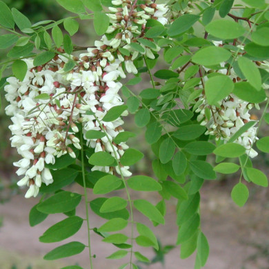 Robinia pseudoacacia