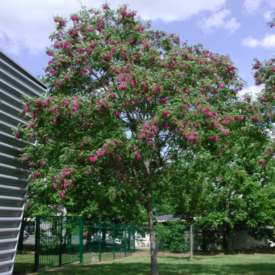 Robinia x margaretta Casque Rouge® 'Flemor'