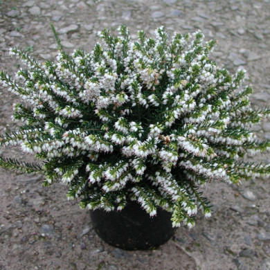 Erica x darleyensis 'White Perfection'