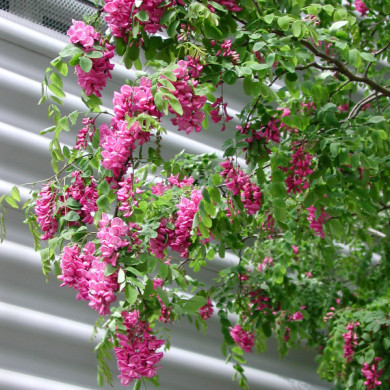 Robinia x margaretta Casque Rouge® 'Flemor'