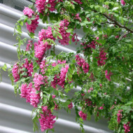 Robinia x margaretta Casque Rouge® 'Flemor'