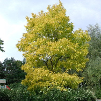 Robinia pseudoacacia 'Frisia'